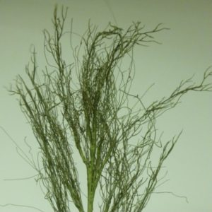 Green Artificial Twig Branch Spray