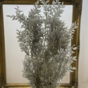 PRESERVED Ruscus Pale Grey