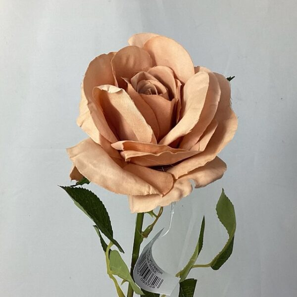 9cm Single Open Vintage Rose Peach (Labelled Dusky Rose)