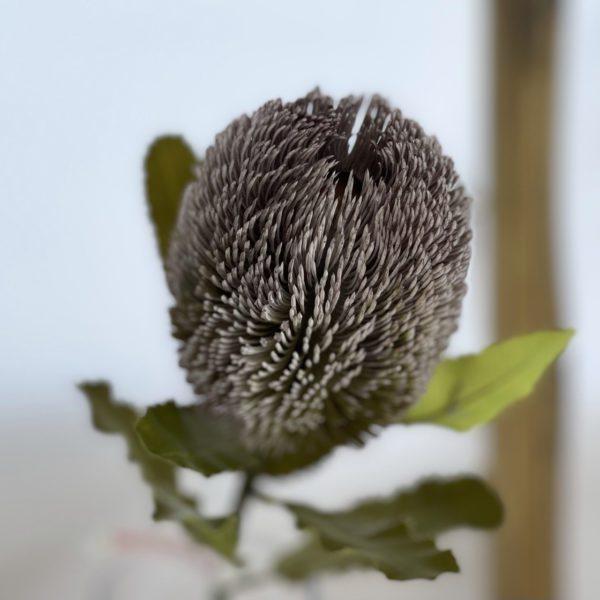 Lilac Purple Artificial Dry Look Amore Large Single Banksia