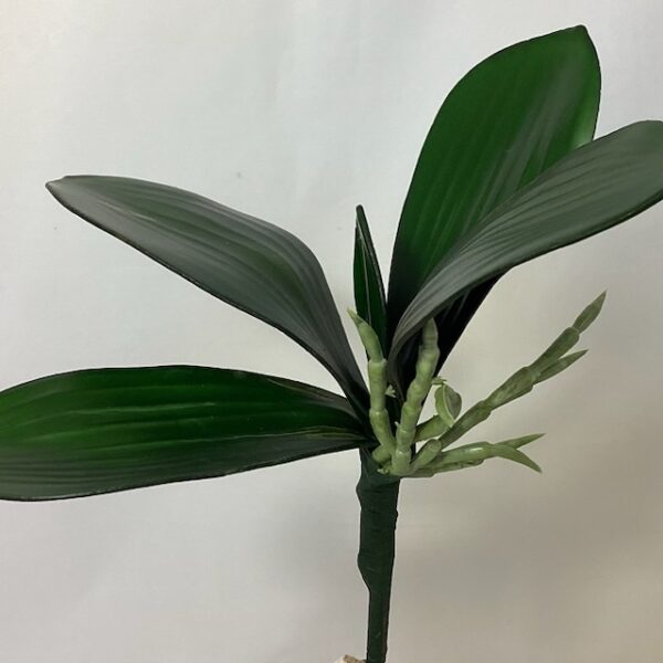 Artificial Small Phalaenopsis Orchid Leaves with Root Green