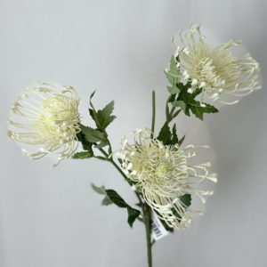 Triple Leucospermum Protea Cream