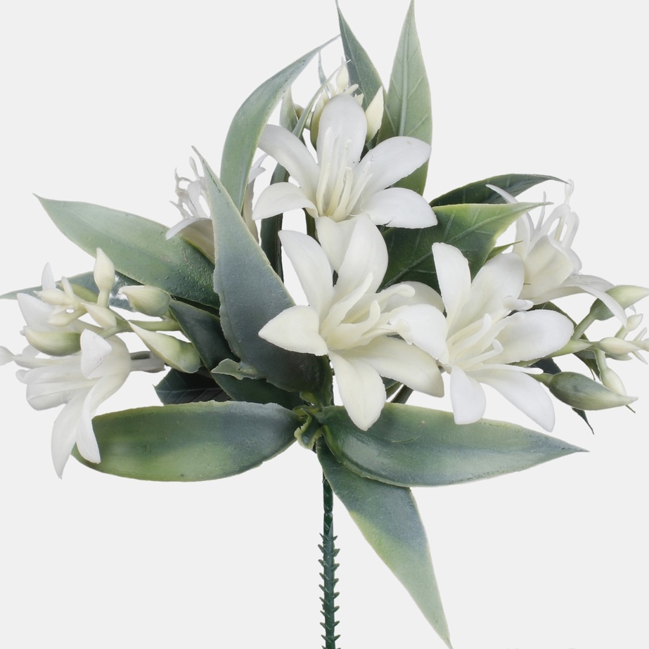 Plastic Lloydia (Alpine Lily) Cream/White - Village Green