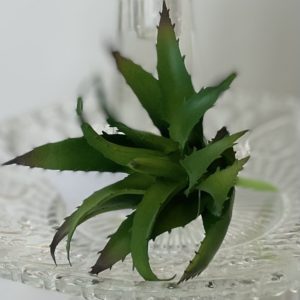 Artificial Spula Succulent Pick Green