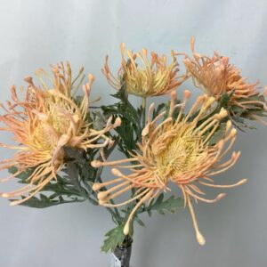Protea Bush x 5 Heads Light Orange