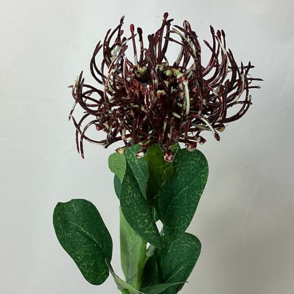 Single Leucospermum Protea BURGUNDY