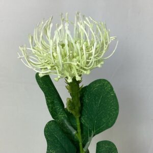 Single Leucospermum Protea Cream