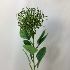 Single Leucospermum Protea Green