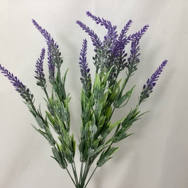 Lavender BUSH Lilac/Purple