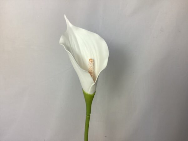 SINGLE Large Calla Lily – White