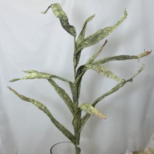 Dried Touch Reed Stem green real floral bouquet filler bush