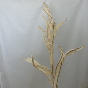 Dried Touch Reed Stem Cream real floral bouquet filler bush