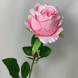 Single Open Globe Rose Light Pink