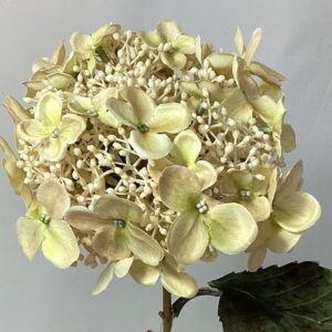 Cream Artificial Amore Dry Look Budding Hydrangea Flower Spray