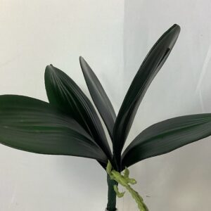 Artificial Large Phalaenopsis Orchid Leaves with Root Green