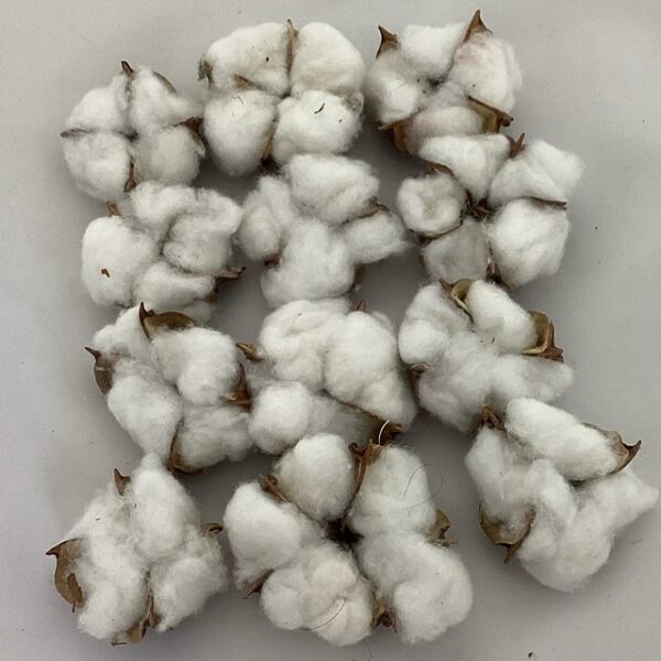 Cotton Pod (Pack 12)