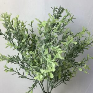 FROSTED Thyme BUSH Green