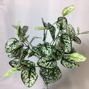 Artificial Hypoestes Phyllostachya Large Bush Variegated