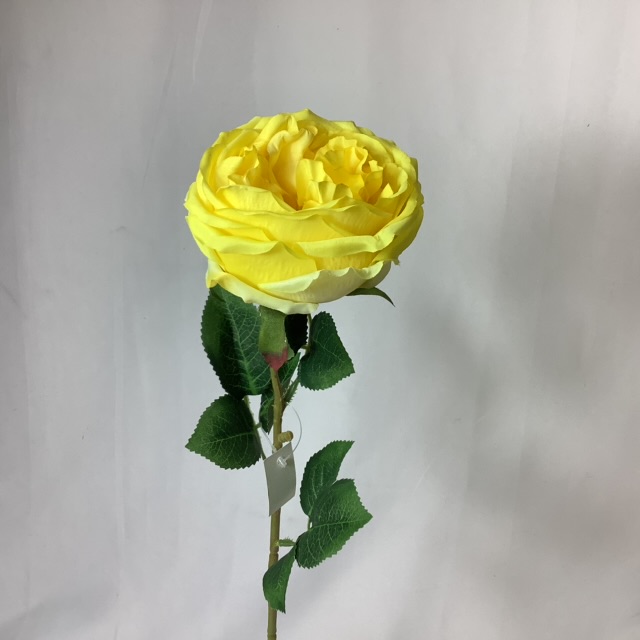 Single Open Cabbage Rose Yellow - Village Green