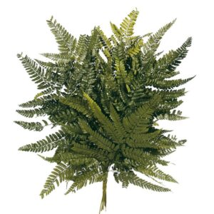 40cm Preserved Leather Fern (Pack 10) Green
