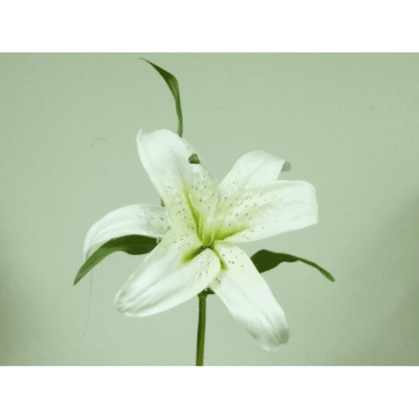 Ivory/Cream Artificial Casablanca Lily