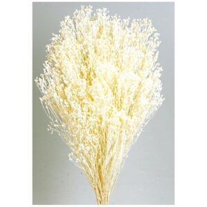 Preserved Broom Blooms White