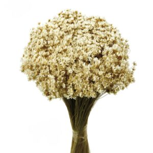 Dried Marcela - Natural (30cm tall, 50g)