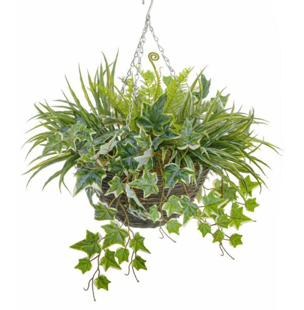 Trailing Ivy and Mixed Foliage Hanging Basket w/Chain