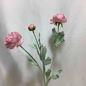 Pale Pink Ranunculus Spray x 2 Head / 1 Bud