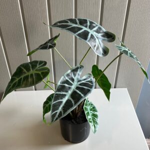 36.5cm Alocasia House Plant Potted Green