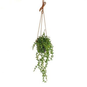 Hanging String of Pearls Plastic Trailing Bush/Vine POTTED Green