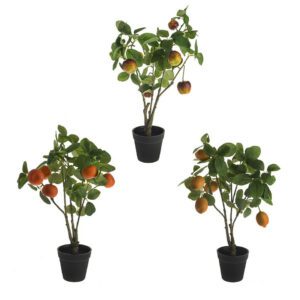 Set 3 Fruit House Plant/Tree Potted (Orange, Lemon and Apple Fruits)