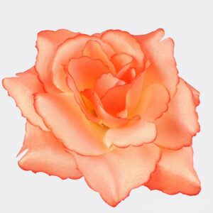 5.5cm Rose Heads (Pack 24) Orange