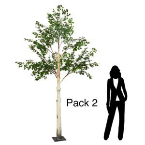 Pack 2 - 3m (300cm) Birch Tree by Sincere Floral